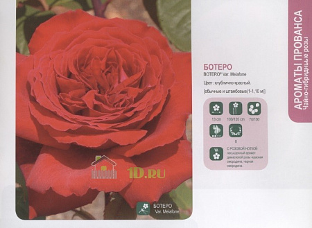 Роза грандифлора селекции Meilland Ботеро в горшке 7 л V7
