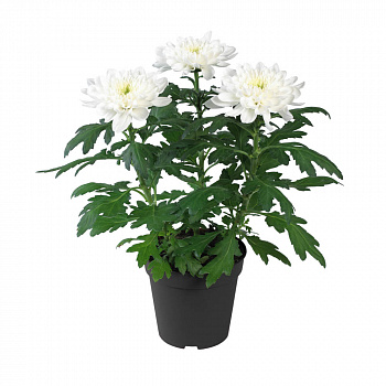 Хризантема Зембла белая d-12 см