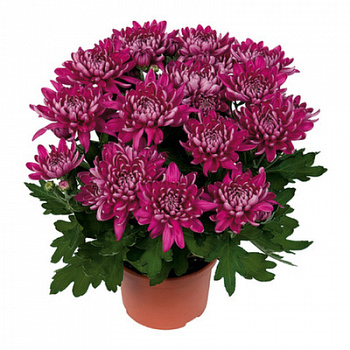Хризантема Пурпурная Кристал Пёрпл d-15 см