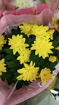 Хризантема светло-желтая d-13 см